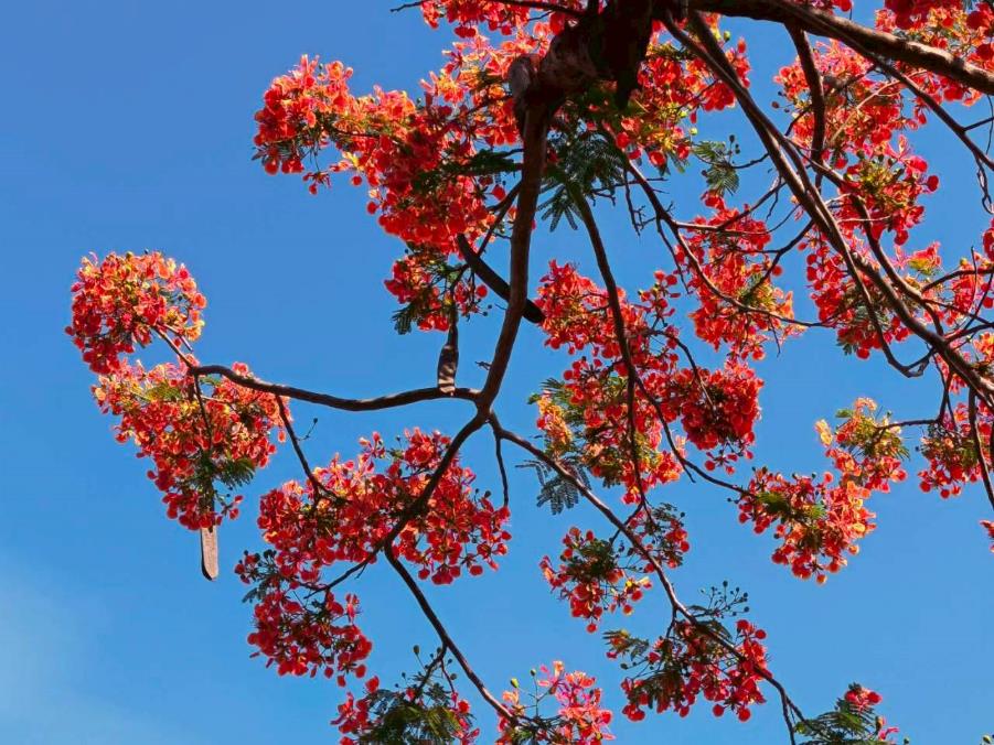 驪歌響起台北鳳凰花開祝福青春- 全國旅遊時報